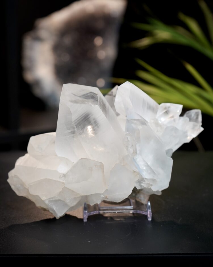 lemurian