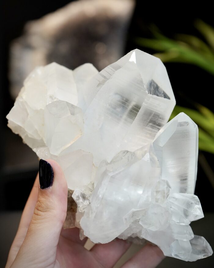 lemurian