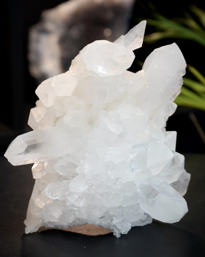 lemurian