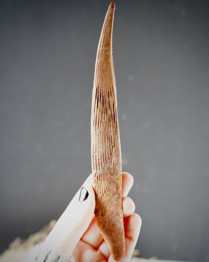 hybodus shark dorsal spine