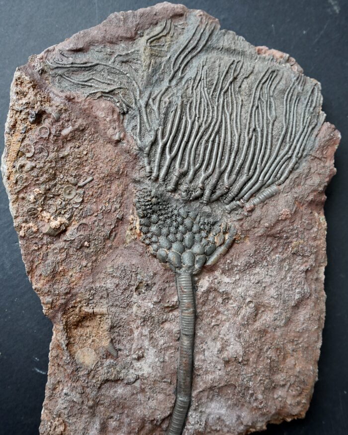 Crinoid
