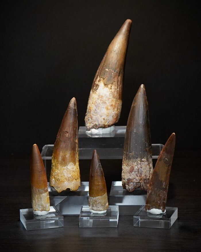 Spinosaurus Teeth
