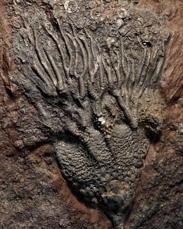 Crinoid Fossil Plate