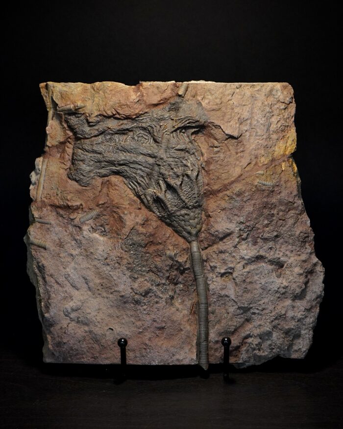 Crinoid Fossil Plate