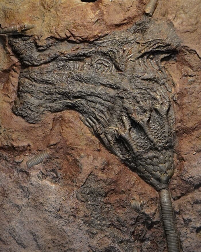 Crinoid Fossil Plate