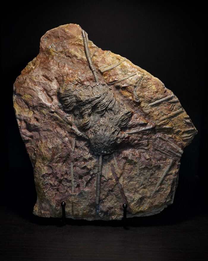 Crinoid Fossil Plate