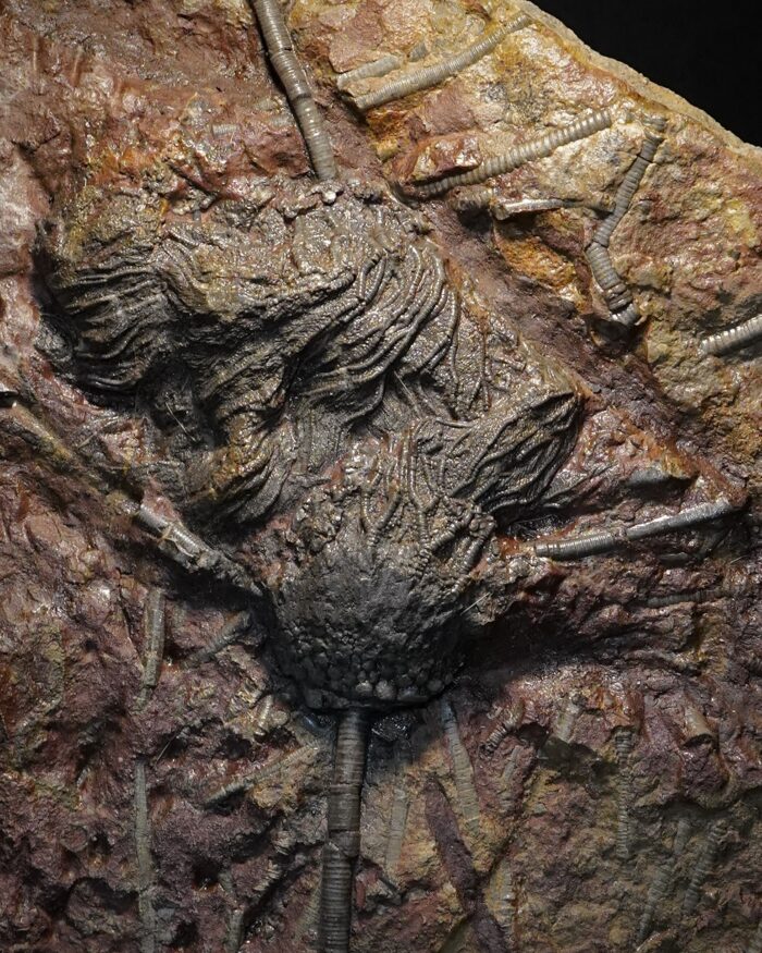Crinoid Fossil Plate
