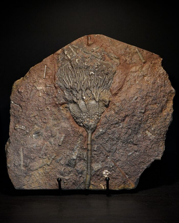 Crinoid Fossil Plate
