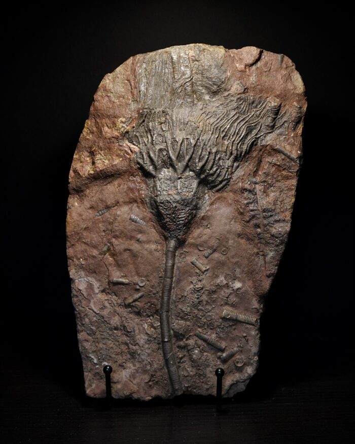 Crinoid Fossil Plate