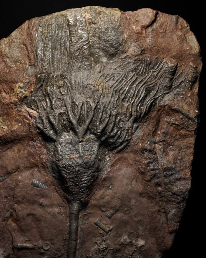 Crinoid Fossil Plate