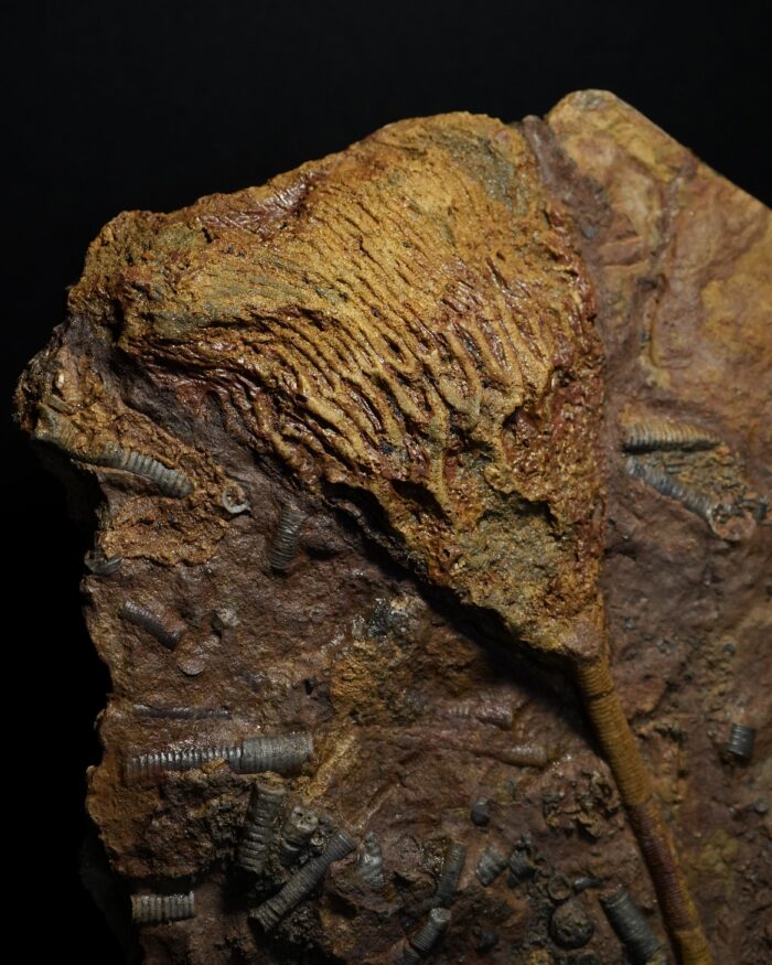 Crinoid Fossil Plate