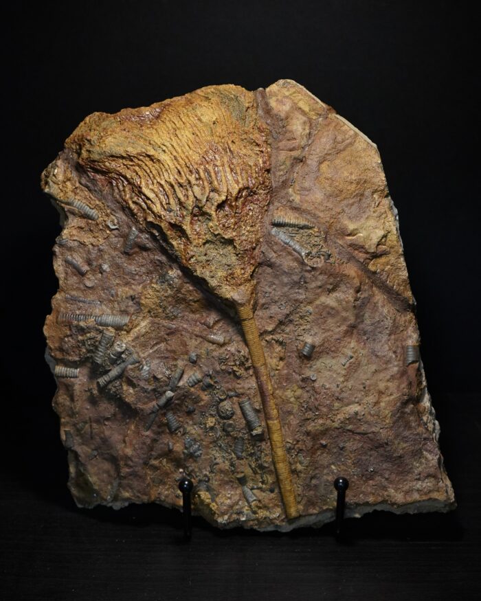 Crinoid Fossil Plate