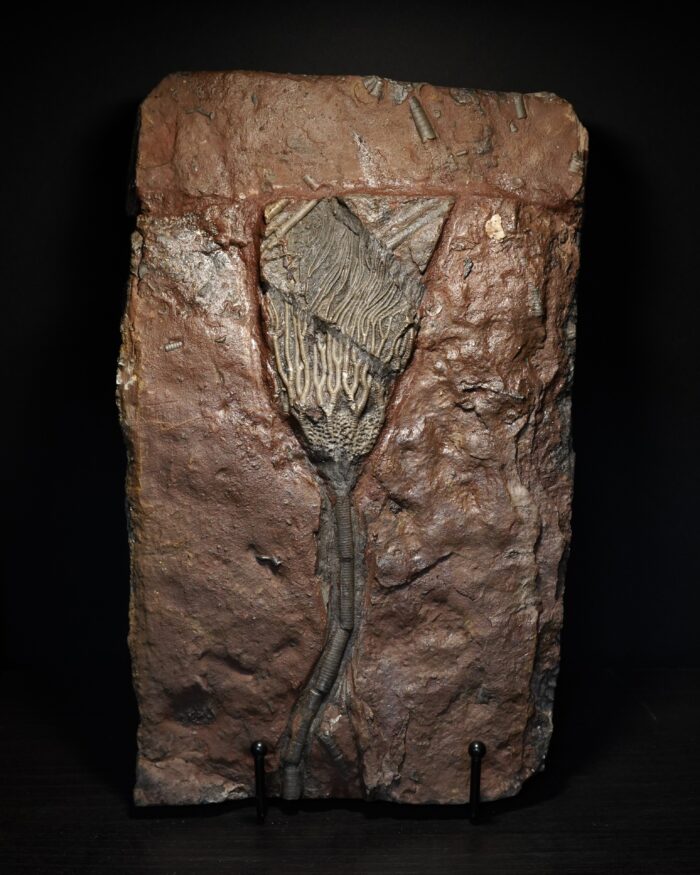 Crinoid Fossil Plate