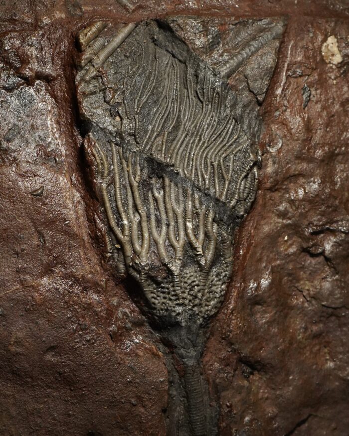 Crinoid Fossil Plate