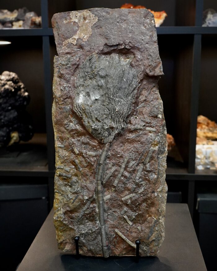 Crinoid Fossil Plate