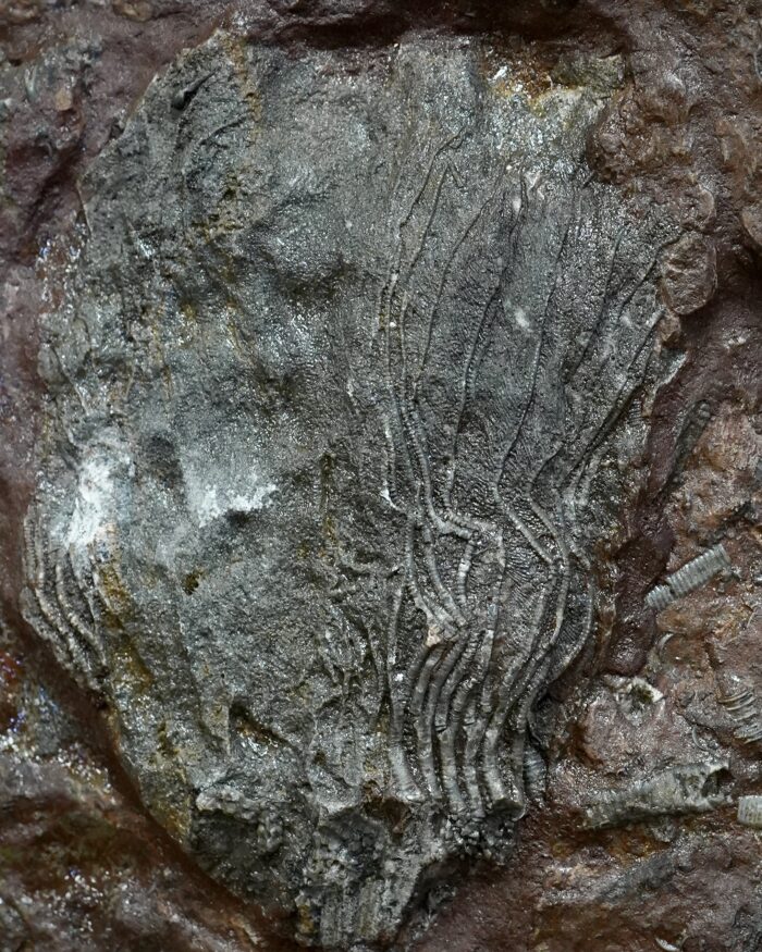 Crinoid Fossil Plate