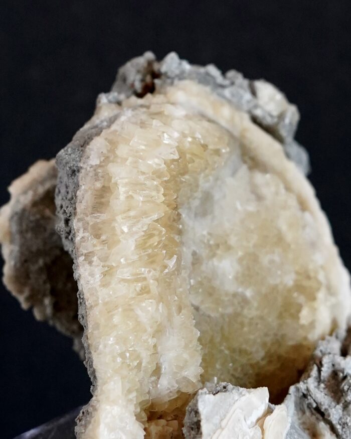 PHOSPHORESCENT CLAM